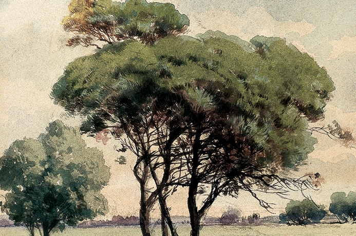 Stone Pine, 25x17.5 cm, watercolour on card, Yapı Kredi Painting Collection